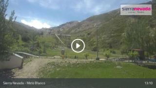 Mirlo Blanco